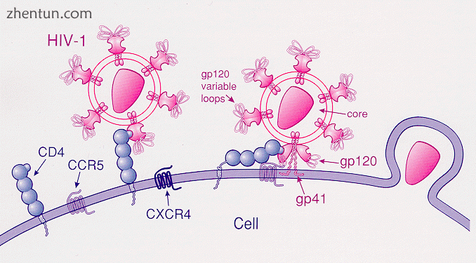 Attachment of HIV to a CD4  T-helper cell.gif