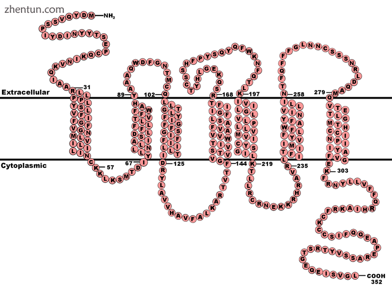 Primary Protein Sequence.png