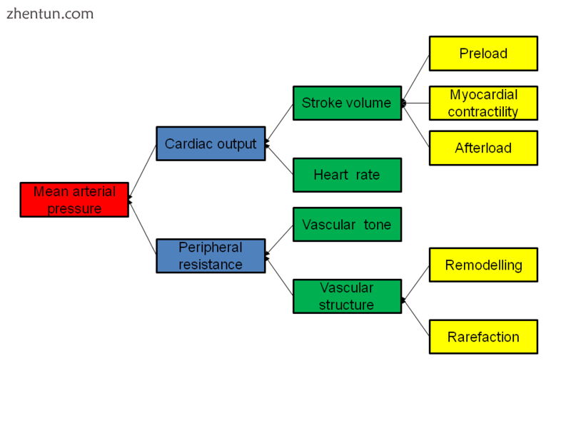 Determinants of mean arterial pressure.png