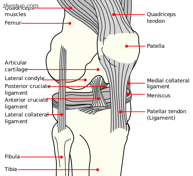Knee diagram(normal).png
