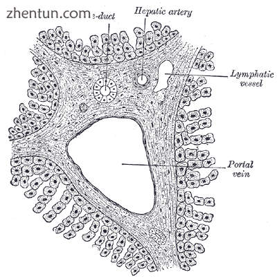 Section across portal canal of pig. ×250..png