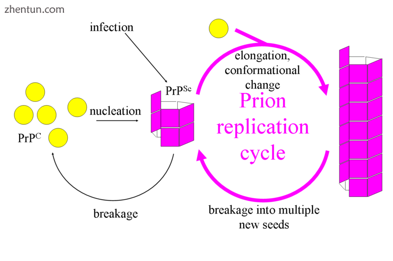 Fibril model of prion propagation..png