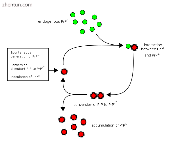 Heterodimer model of prion propagation.png