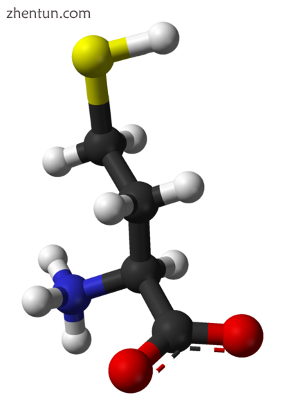 Homocysteine2.png