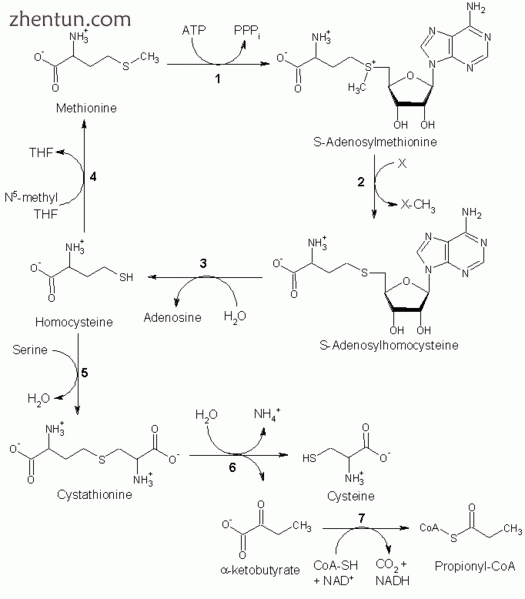 Two of homocysteine.gif