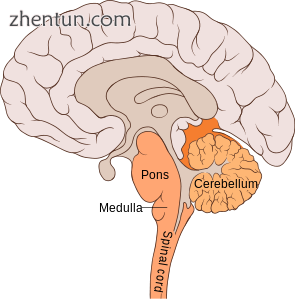 The location and anatomy of the bulbar region (in orange).png