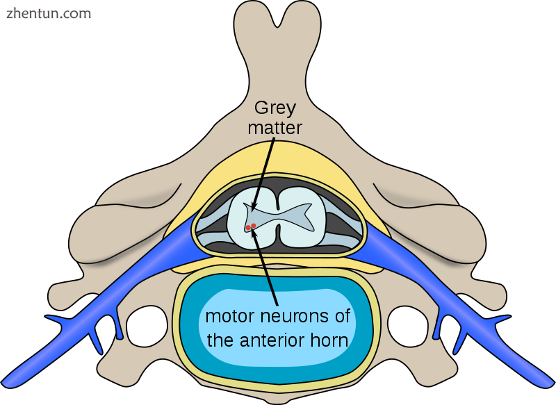 The location of motor neurons in the anterior horn cells of the spinal column.png