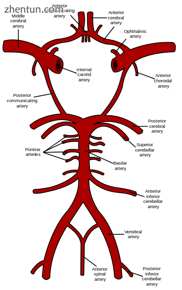 Two circulations joining at the circle of Willis.png