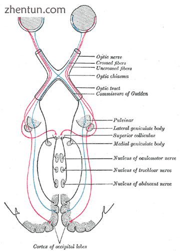 Routing of neural signals from the two eyes to the brain.png