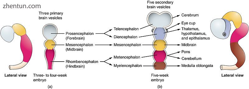 Primary and secondary vesicle stages of development in the early embryo to the f.jpg