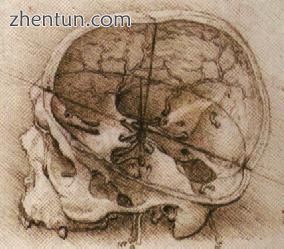 One of Leonardo da Vinci&#039;s sketches of the human skull.jpg