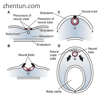 Neurulation and neural crest cells.png