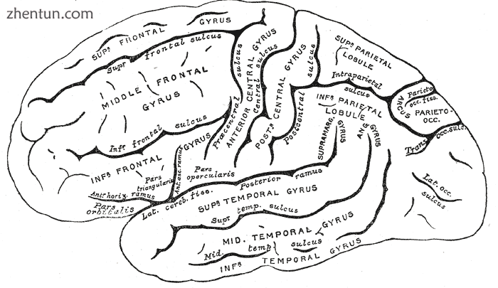 Major gyri and sulci on the lateral surface of the cortex.png