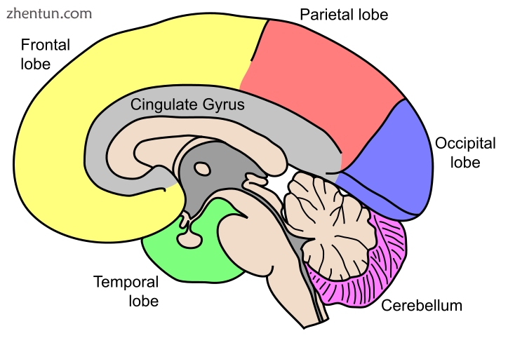 Lobes of the brain.png