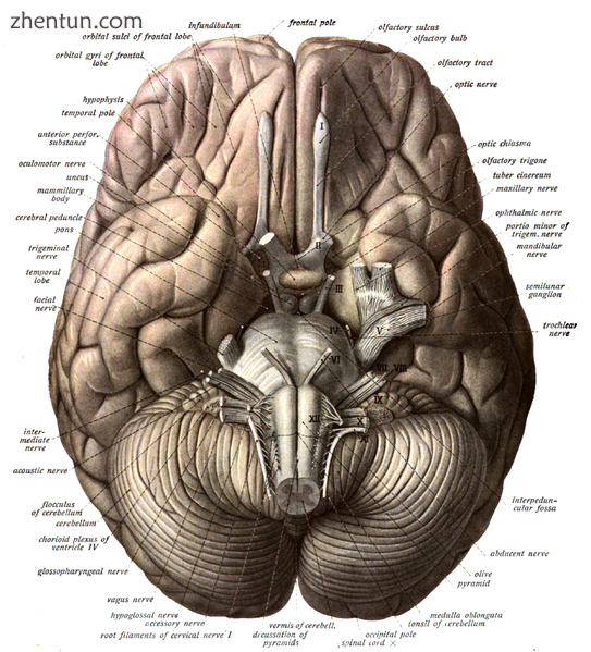 Human brain viewed from below, showing cerebellum and brainstem.png