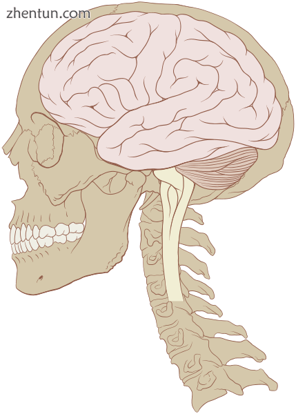 Human brain and skull.png