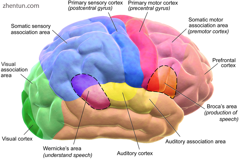 Functional areas of the human brain. Dashed areas shown are commonly left hemisp.png