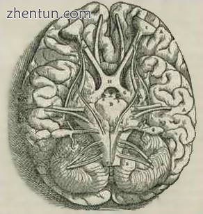 Drawing of the base of the brain, from Andreas Vesalius&#039;s 1543 work De huma.png