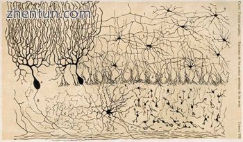 Drawing of cells in chick cerebellum by Santiago Ramón y Cajal, from.jpg