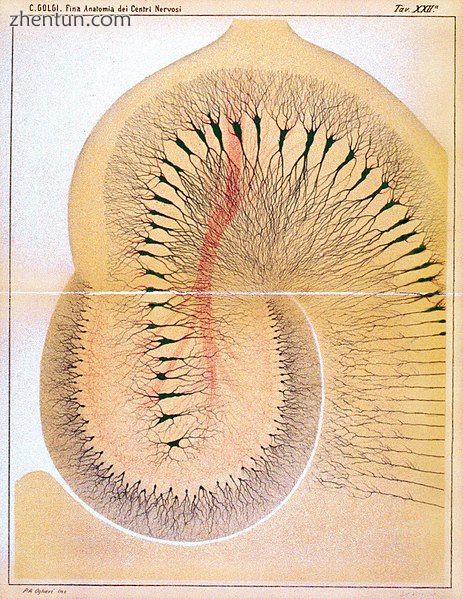 Drawing by Camillo Golgi of vertical section of rabbit hippocampus, fro.JPG