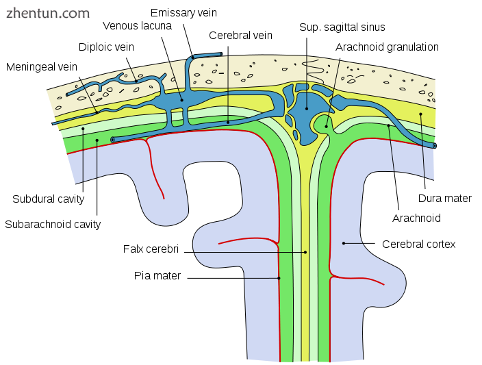 Diagram showing features of cerebral outer membranes and supply of blood vessels.png