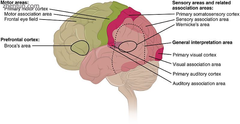 Cortical areas.jpg