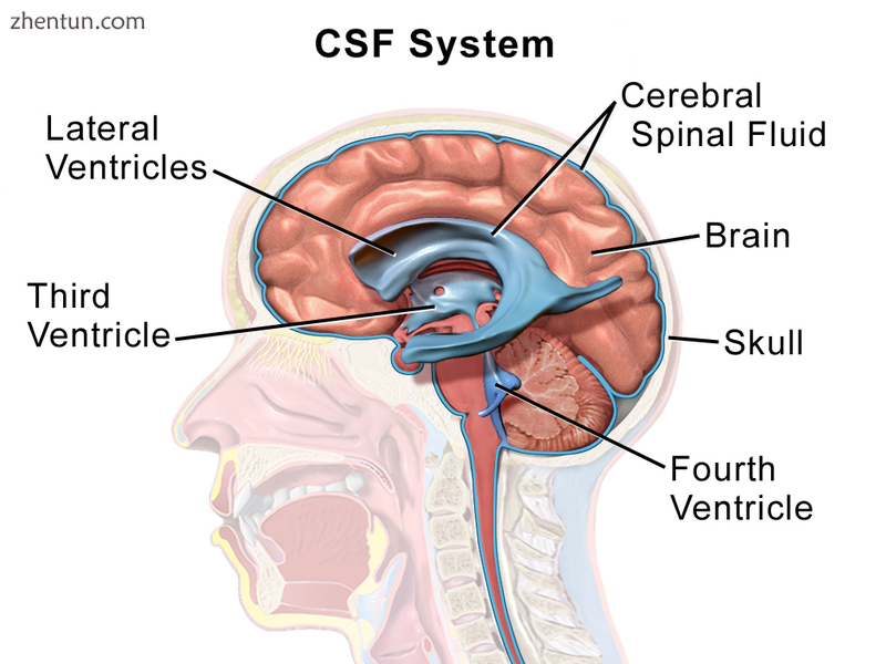 Cerebrospinal fluid circulates in spaces around and within the brain.png