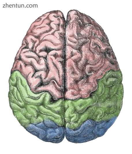 Cerebral lobes the frontal lobe (pink), parietal lobe (green) and occipital lobe.png