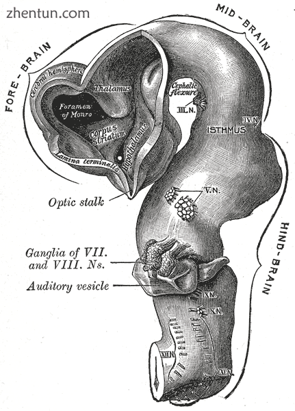 Brain of human embryo at 4.5 weeks, showing interior of forebrain.png