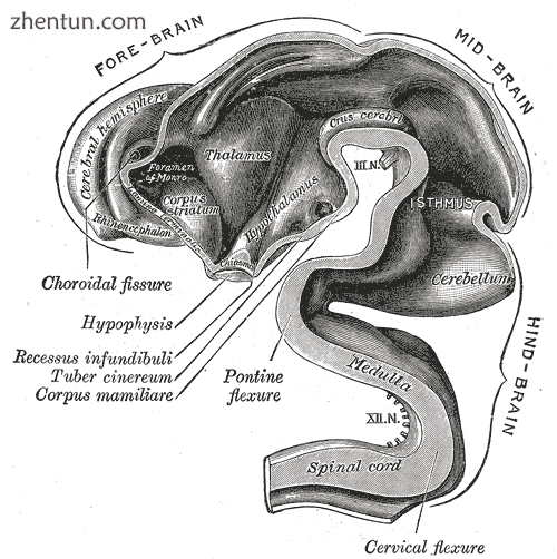 Brain interior at 5 weeks.png