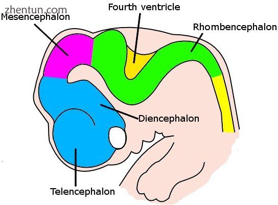 Brain of a human embryo in the sixth week of development.jpg