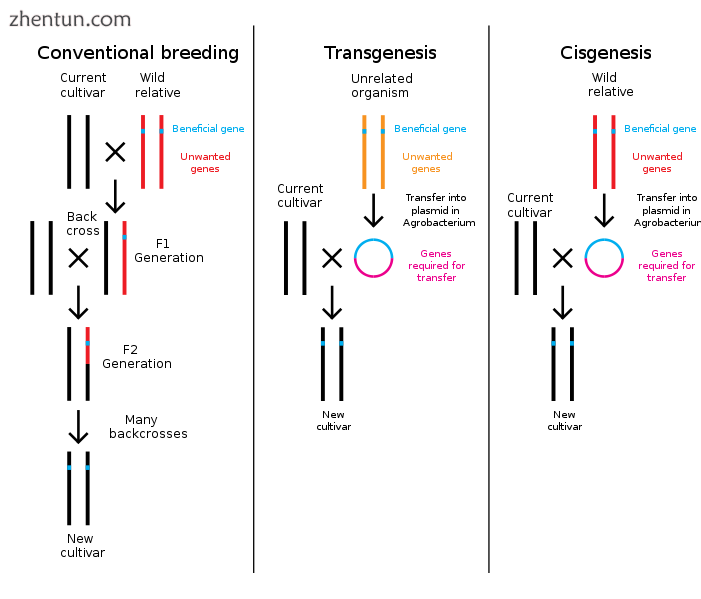 Comparison of conventional plant breeding with transgenic and cisgenic genetic m.png