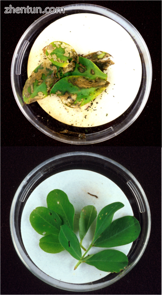 Bt-toxins present in peanut leaves (bottom image) protect it from extensive dama.png