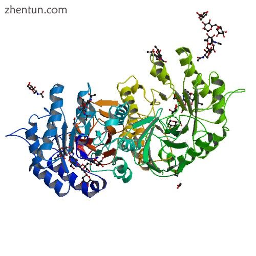 Alpha galactosidase - the deficient protein in Fabry disease.jpg