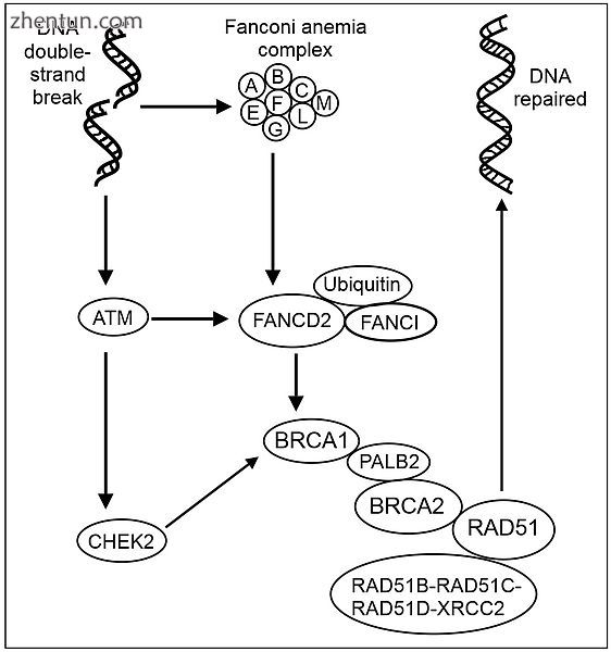 Recombinational repair of DNA double-strand damage - some key steps..jpg