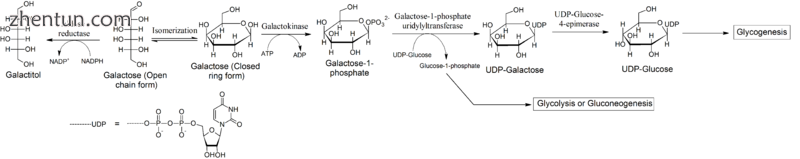 Normal metabolic pathway for galactose in humans..png