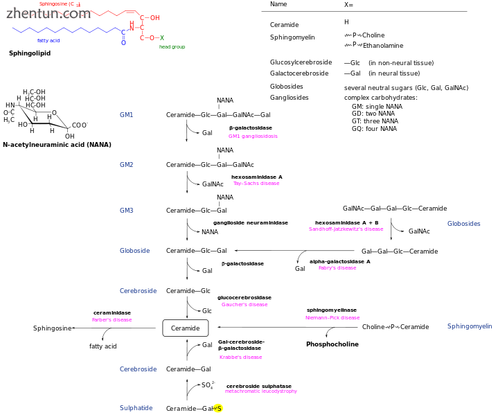 Sphingolipidoses.png