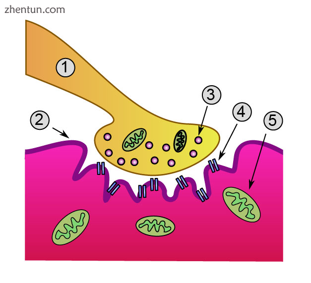 Neuromuscular junction 1. Axon 2. Muscle cell membrane 3. Synaptic vesicle 4. Ni.png
