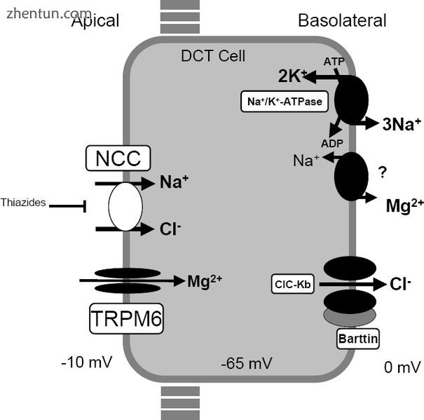 A model of transport mechanisms in the distal convoluted tubu.jpg