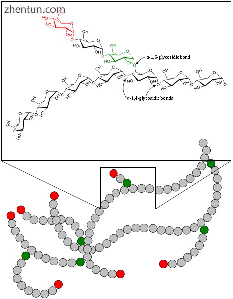 Glycogen storage disease.png