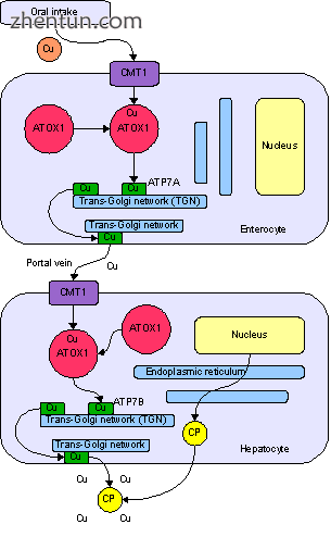 Normal absorption and distribution of copper. Cu = copper, CP = ceruloplasmin, g.png