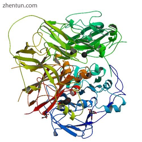 Ceruloplasmin.jpg