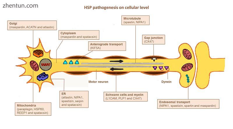 Overview of HSP pathogenesis on cellular level. Identified affected genes in eac.jpg