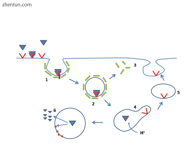 LDLR pathway.png