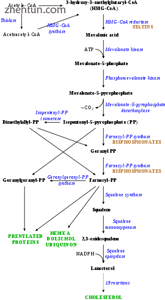 Cholesterol is synthesized in the HMG-CoA reductase pathway..png