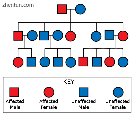 Huntington&#039;s disease is inherited in an autosomal dominant fashion. The pro.png