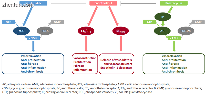 Three major signaling pathways involved in the pathogenesis of pulmonary arteria.png