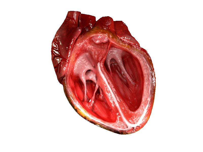 Right ventricle (on left side).gif