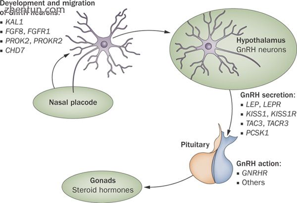 The genetic and molecular basis of idiopathic hypogonadotropic hypogonadism.jpg