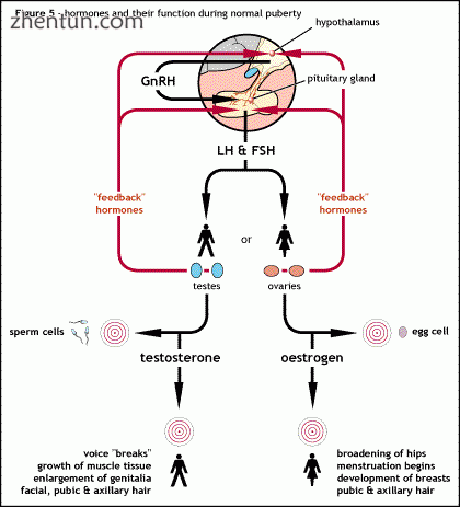 Shows the normal hormonal control of puberty from the hypothala.gif